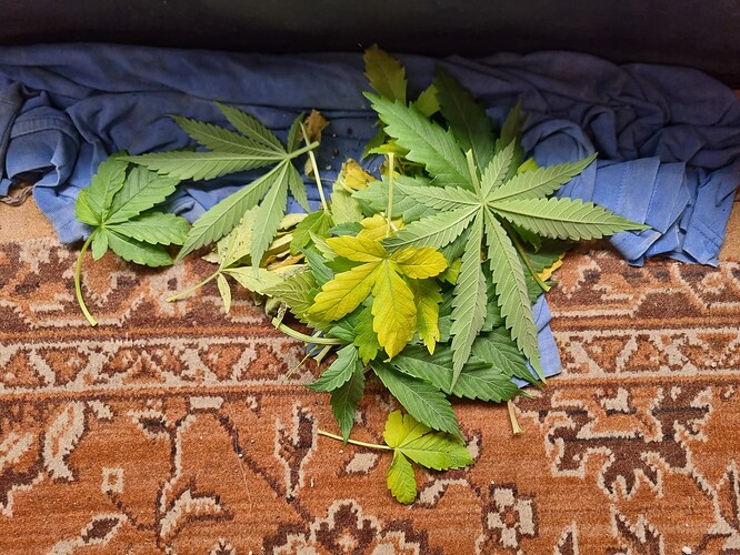 Ein Haufen Cannabisblätter, einige grün, andere gelb, liegen auf einem Teppich und unter einem blauen Stoff.
