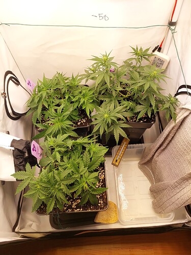 Growreport Bild 3