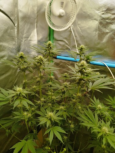 Growreport Bild 4