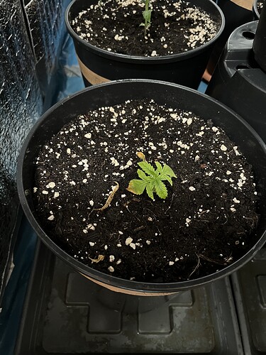 Growreport Bild 12