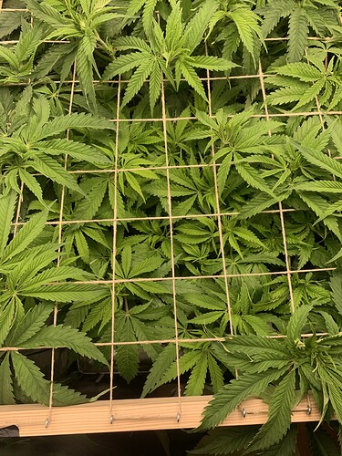 Growreport Bild 5