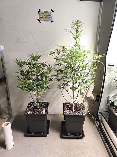 Growreport Bild 9