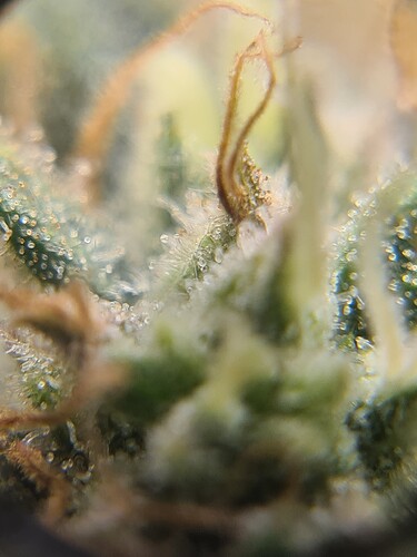 Growreport Bild 31
