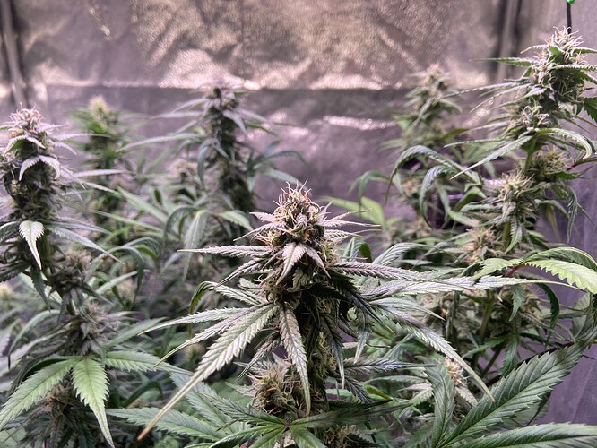 Growreport Bild 5