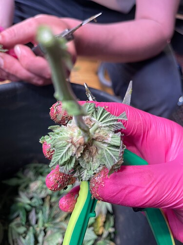 Growreport Bild 8