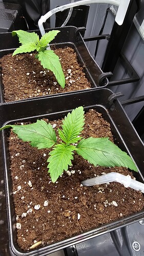 Growreport Bild 1