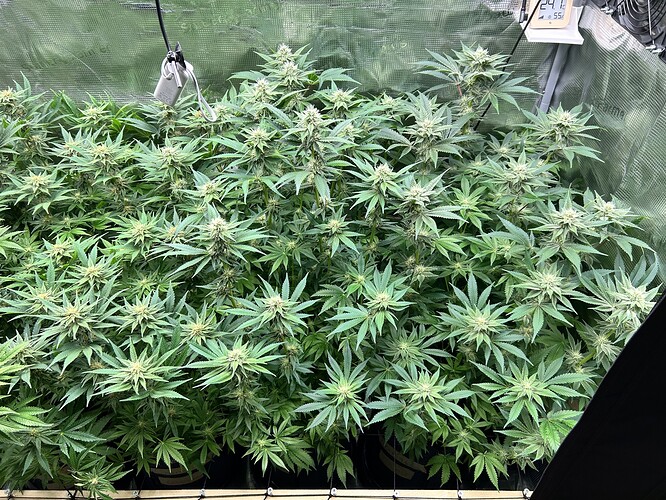 Mehrere blühende Cannabispflanzen in einem Zelt, mit sichtbaren Blütenansätzen und dichtem Blattwerk.