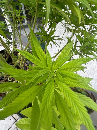 Growreport Bild 47