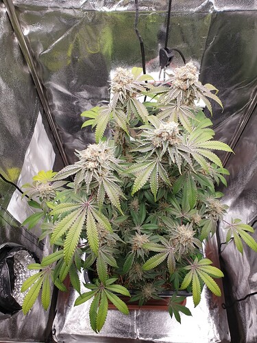 Growreport Bild 1