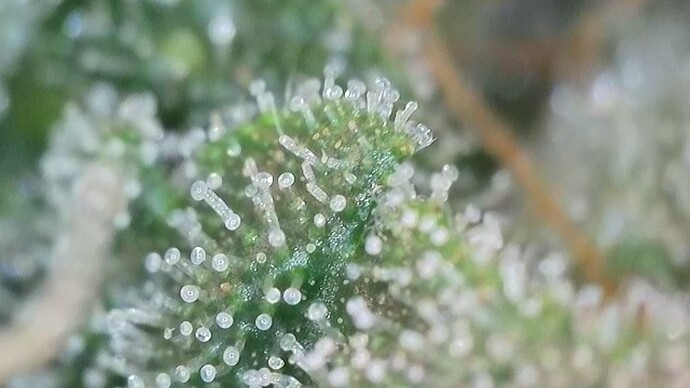 Growreport Bild 13