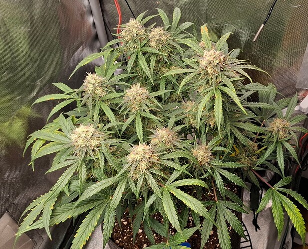 Growreport Bild 3
