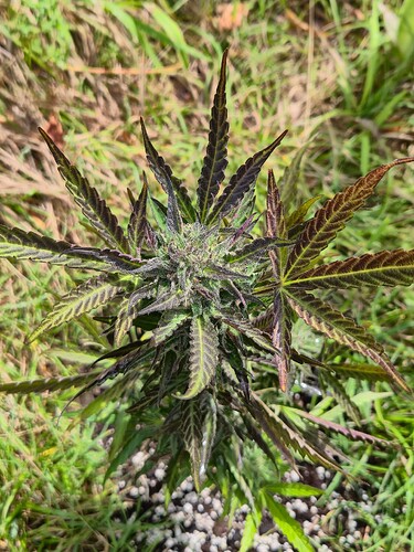 Growreport Bild 32