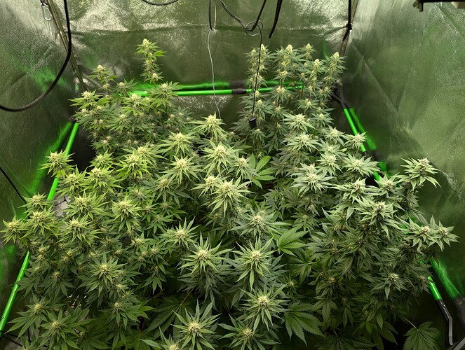 Growreport Bild 5