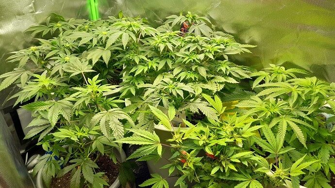 Growreport Bild 5