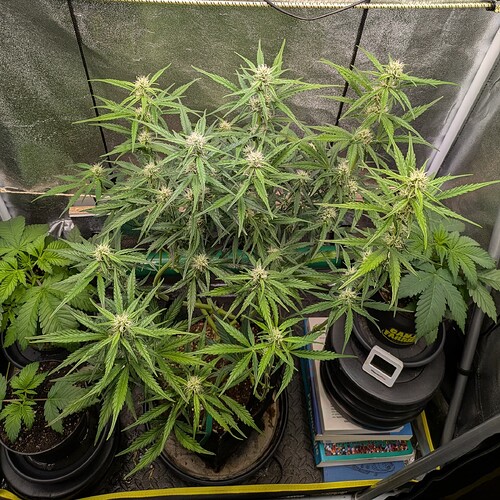 Growreport Bild 4