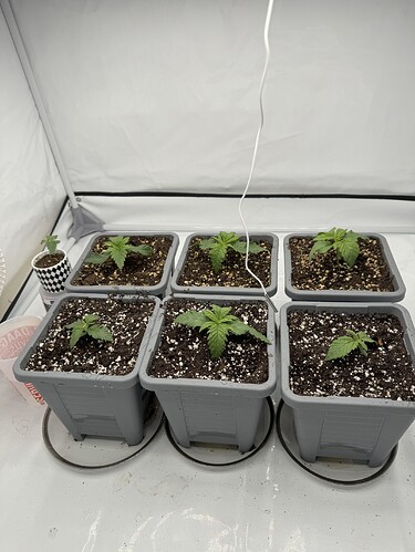 Growreport Bild 6