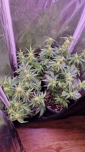 Growreport Bild 1
