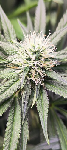 IMG_20240303_105532