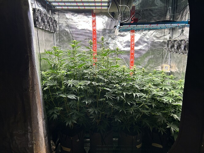 Ein Growzelt mit vier Cannabis-Pflanzen in der frühen Blütephase unter LED-Beleuchtung.