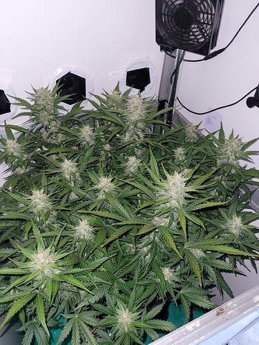 Growreport Bild 6