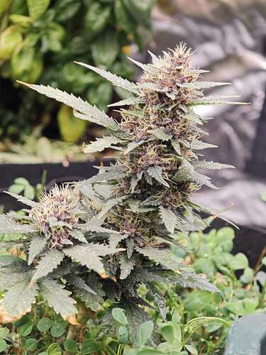 Growreport Bild 21