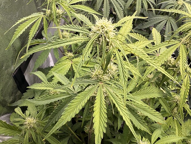Growreport Bild 4