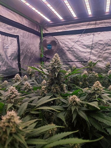 Growreport Bild 35