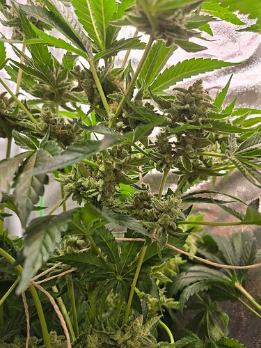 Growreport Bild 2