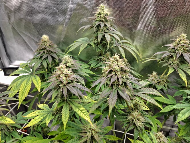 Growreport Bild 4