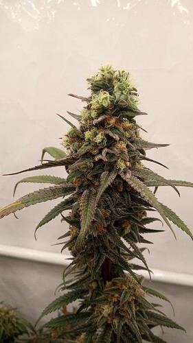 Growreport Bild 46