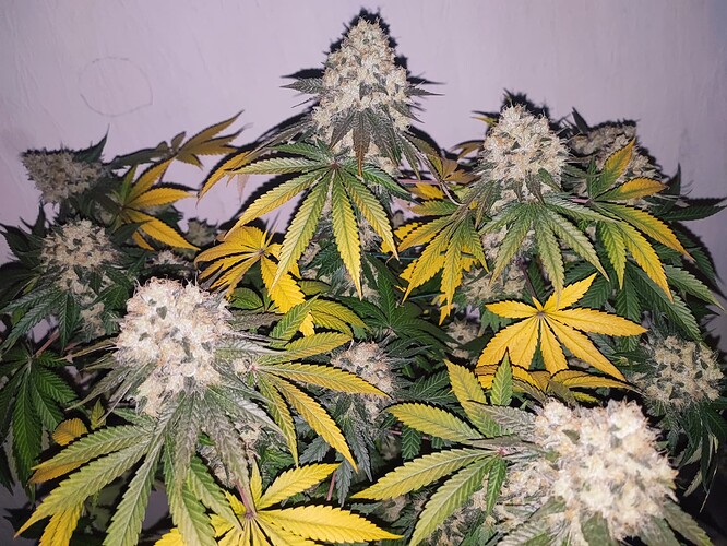 Growreport Bild 102