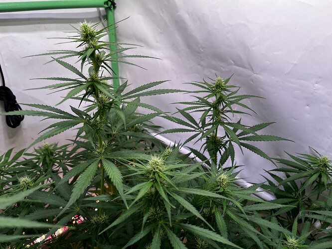 Growreport Bild 6