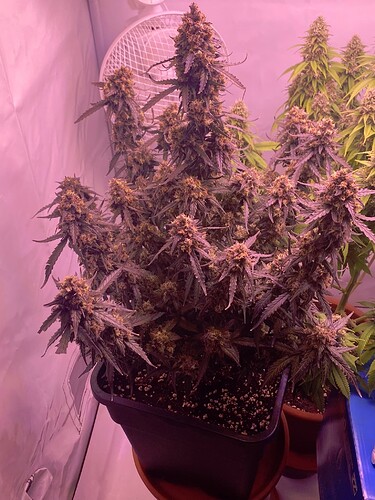 Growreport Bild 15