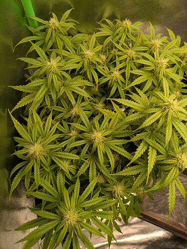 Growreport Bild 20