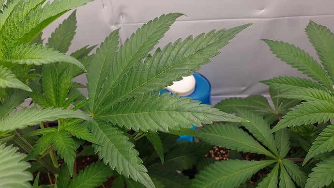 Growreport Bild 5