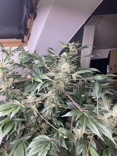 Growreport Bild 5