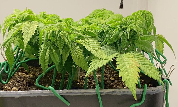 Growreport Bild 23