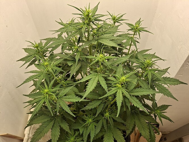 Growreport Bild 85