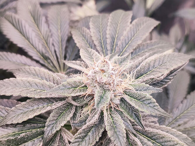 Growreport Bild 7