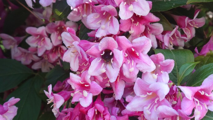 DSC_0004_BURST20240509165221803