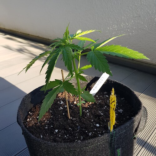 Growreport Bild 2