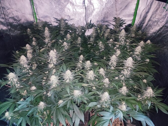 Growreport Bild 18