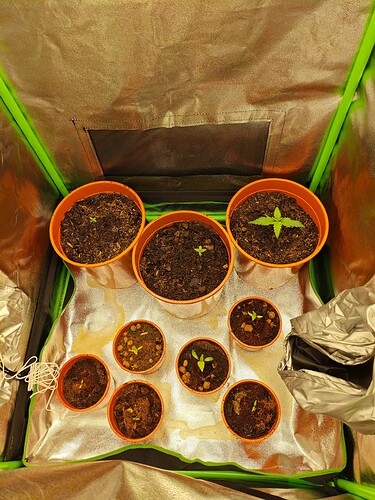 Growreport Bild 1