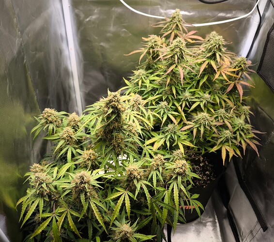 Growreport Bild 29