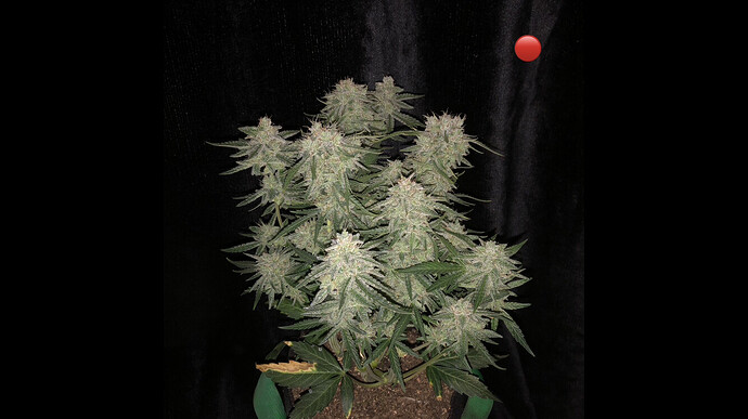 Growreport Bild 19