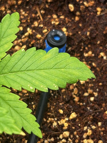Growreport Bild 3