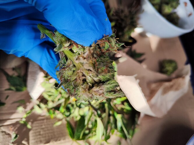 Growreport Bild 4