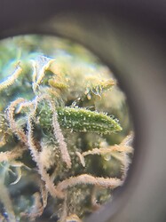 Growreport Bild 24