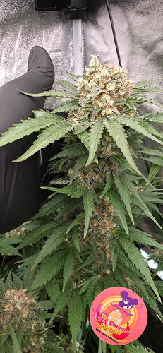 Growreport Bild 31