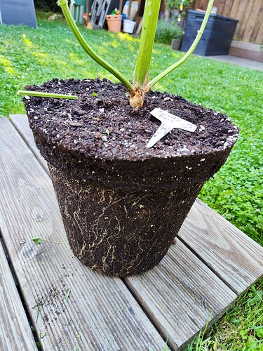 Growreport Bild 3
